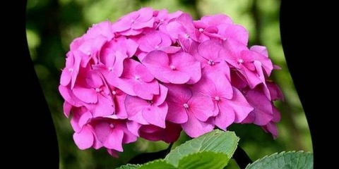 Zašto listovi hortenzije požute